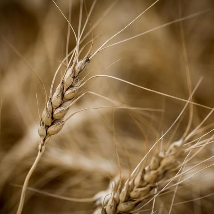 Scientists are on a quest for drought-resistant wheat, agriculture's 'Holy Grail'